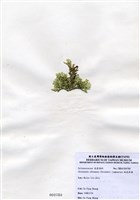 藏品(鈍乳節藻)的圖片